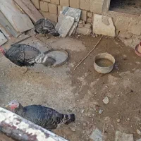 بوقلمون|حیوانات مزرعه|سیلاخور, |دیوار