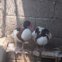 اردک زینتی