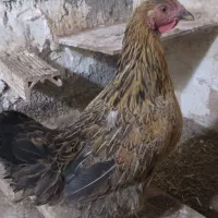 ۳عدد مرغ تخم گذار دانه ۴۰۰ تومان|حیوانات مزرعه|مشهد, سجادیه|دیوار