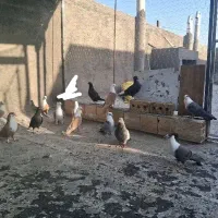 کلاغ زردوکلاغ سبز.زاغ دمسفیدواطلسی .کراباتی .سینه