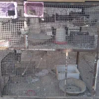 فروش فقس آهنی با کبوتر