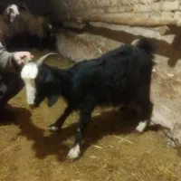 بزوبزغاله|حیوانات مزرعه|اسدآباد, |دیوار