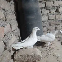 هفت رنگ دم سفید