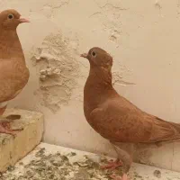 سرخ وزرد کاکل کرمونی|پرنده|تربت‌حیدریه, حسنی بالا|دیوار