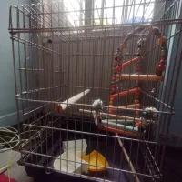 قفس پرنده بزرگ باظرف غذاوآب و وسایل بازی نردبون