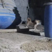 سگ پاکوتاه ماده 8ماهه