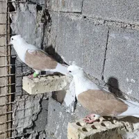 کبوتر رنگی
