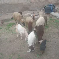 گوسفند بره ۸ودوتابز نرقلعه چنعان