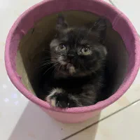 توله ی بریتیش