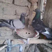 کفتر|پرنده|کرباسک, |دیوار