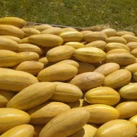 خربزه درجه یک