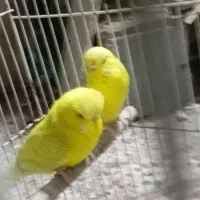 مرغ عشق انگلیسی خوشگل