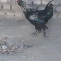 خروس محلی