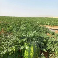 اجاره زمین برای گندم