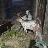 بز سه قلو زا