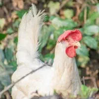 مرغ تخم گذار