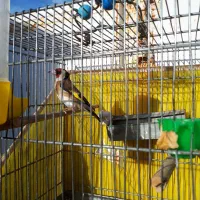 سهره‌نربخون