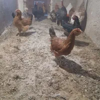 بوقلمون ماده