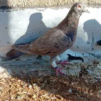 دوتا کفتر نر قلدر پرشی زدو خوردی