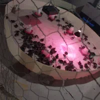 جوجه بوقلمون برنز 10 روزه و یک روزه|حیوانات مزرعه|هشتگرد, شهرک اداری|دیوار