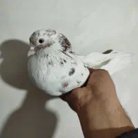 کفتر پرشی شمرون و قم|پرنده|اصفهان, کشاورزی|دیوار