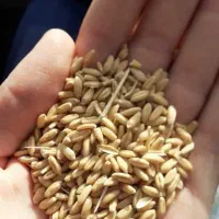 گندم