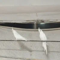 یه جفت عروس آلبینو|پرنده|رفسنجان, |دیوار