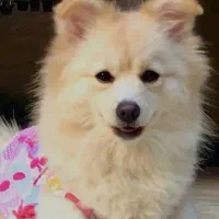 پامر اشپیتز ماده|سگ|قائم‌شهر, |دیوار