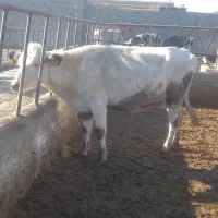 یک راس گاو اول شکم