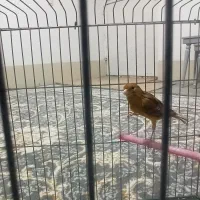 قناری فروشی