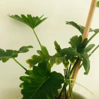 گل طبیعی ،برگ انجیری ،مانسترا،