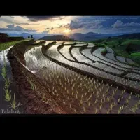 اهدای نمایندگی ریز مغذی های ارگانیک