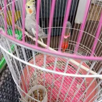 عروس هلندی سخنگو