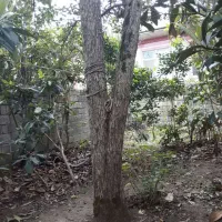 چوب درخت آلباکو ( گلابی محلی)