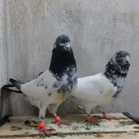کبوتر پاکستانی (شیخ تیدی)