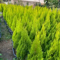 کامیس نوکدار یاس هلندی