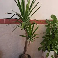 یوکا بزرگ|گل و گیاه طبیعی|ایذه, |دیوار
