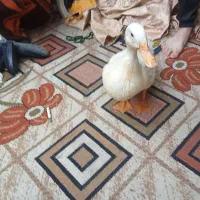 یک عدد اردک ماده 1 ساله
