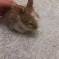 خرگوش لپالو تمیز ومرتب وسالم