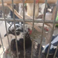 15 تا کفتر غریب گیری