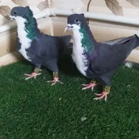 کرواتی کله سیاه کله سفید وفری