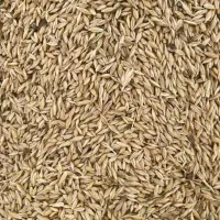 فروش جو بذری|عمده‌فروشی|کبودرآهنگ, |دیوار