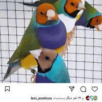 گلدین بالغ جفت جوجه موجود است|پرنده|رشت, آتشگاه|دیوار