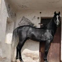 اسب نریان سواری دار|اسب و تجهیزات اسب‌سواری|تهران, فاطمی|دیوار