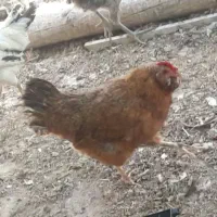مرغ بومی کپ و تخم گذار