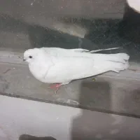 شیخ ابری|پرنده|بندر ماهشهر, |دیوار