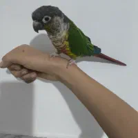 طوطی گرین چیگ سخنگو|پرنده|قم, شاه ابراهیم|دیوار