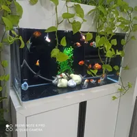 اکواریوم شرکتی شیشه خم