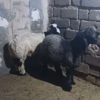 بره قوچ بختیاری