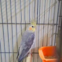 عروس هلندی|پرنده|شیراز, محراب|دیوار